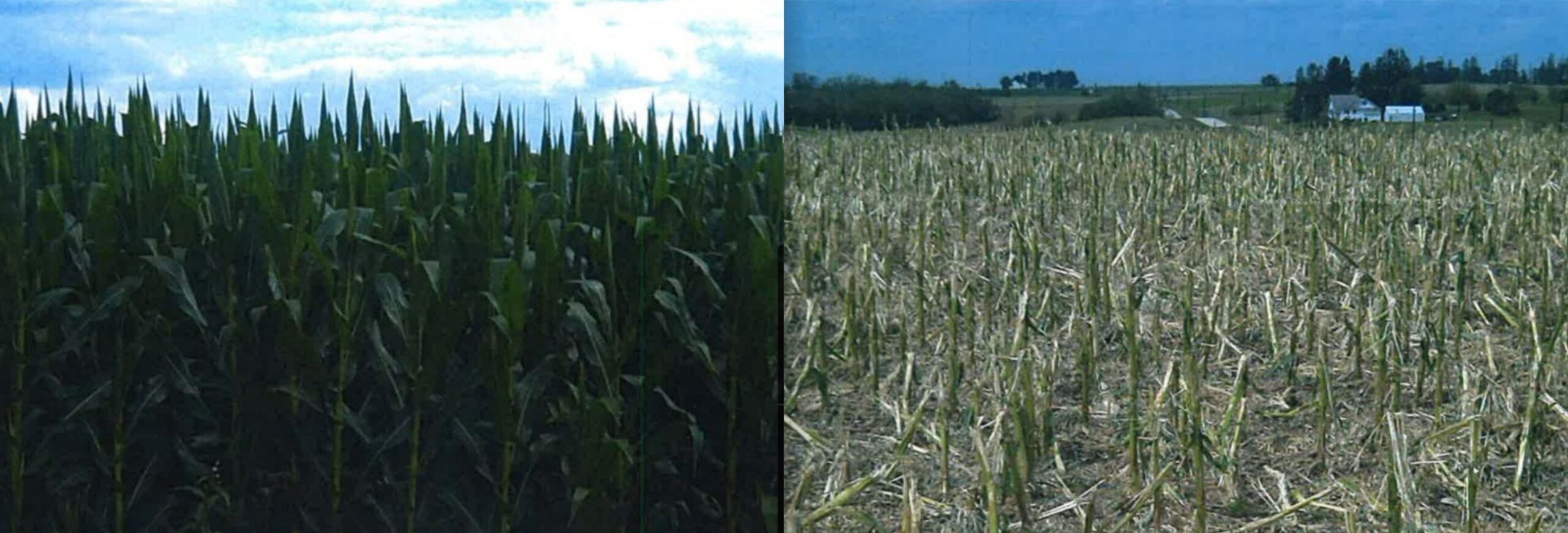 Before & After Crop Insurance Before & After Crop Insurance